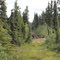 Caribou on trail