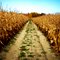 Cornfield in Remus