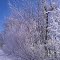 Thick frost