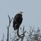 Bald eagle
