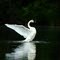 Trumpet Swan