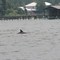 Porpoise at Mullet Point