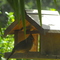 Red bird