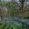 Bluebells in Troy Grove