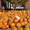 Pumpkin Sea