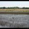 Wetlands for the Birds