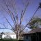Pecan tree just starting to leaf-out