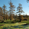 Wapanocca Swamp