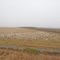 Snow Geese