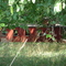Caboose in the Woods