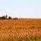 Soy Bean Field