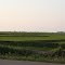 rice fields