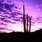 Saguaro Sun Rise