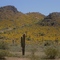 Spring near Apache Junction
