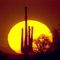 Sunset and Saguaro