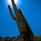 Cactus near South Mountain
