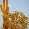 Saguaro