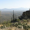 On Tanque Verde Ridge in Saguaro Nat'l Park looking South toward the Santa Rita Mountains