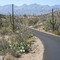 Sahuaro National Park