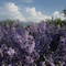 Bushes in Bloom