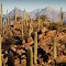 Saguaros with Cathedral and Ventana Peaks, Saguaro National Park, Tucson, Arizona