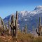 Rincon Peak in Snow, Saguaro National Park, Arizona