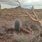 CACTUS.