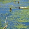 Burney Pond