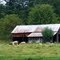 Sheep and barn