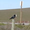 Brwers Black Bird on Fencepost