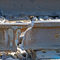 Broken Rail on Main2
