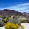 Mojave desert flowers