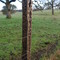acorn grainery