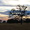 Tree Silhouette