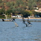Cormorants sunning at Clearlake