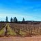 Beringer Clear Mountain Vineyard