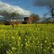 MH-barn in Spring - www.joseviganophotography.com