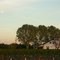 Vineyard Sunset