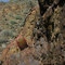 Barrel cactus on rock wall. Whipple Mountains Wilderness, California