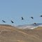 Sandhill Crane