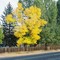 Fall comes to NW Loveland