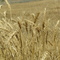 Wheat Fields of the High Plains of Eastern Colorado