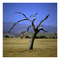 Solitary Oak Santa Ynez Valley Santa Barbara County, CA