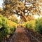 Roblar Winery