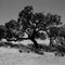 Lonely tree