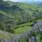 Lupine and Valley Oak, from Happy Canyon Road