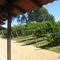 vineyard