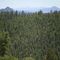 View of Pikes Peak from the top of Reynolds Ranch Park