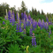 Lupines