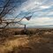 A Rare Chance Highway Sighting: Pantius Fatalus (A tree as majestic as it is deadly)